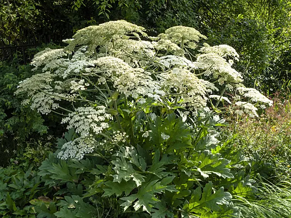 438306 - Cow parsnip (Heracleum lanatum)