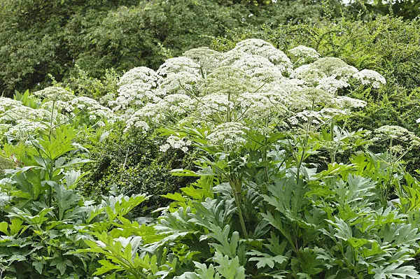 485126 - Cow parsnip (Heracleum lanatum)