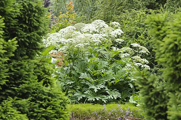485134 - Cow parsnip (Heracleum lanatum)