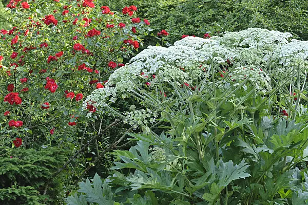 473031 - Cow parsnip (Heracleum lanatum) and shrub rose (Rosa Parkdirektor Riggers)
