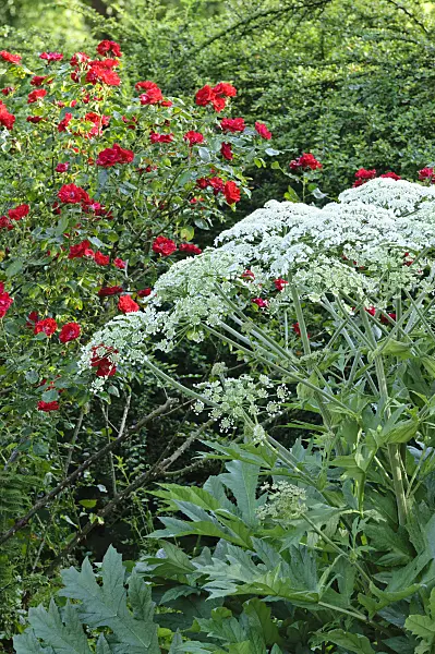 473032 - Cow parsnip (Heracleum lanatum) and shrub rose (Rosa Parkdirektor Riggers)