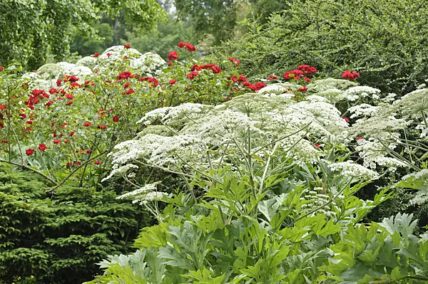 485125 - Cow parsnip (Heracleum lanatum) and shrub rose (Rosa Parkdirektor Riggers)