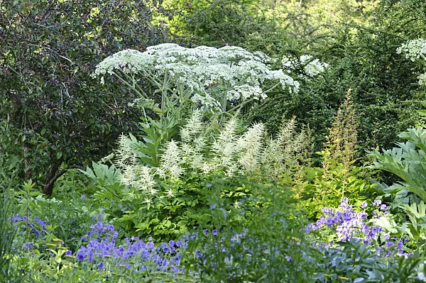 473030 - Cow parsnip (Heracleum lanatum), goat's beard (Aruncus) and cranesbill (Geranium)