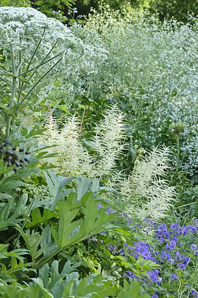 473033 - Cow parsnip (Heracleum lanatum), goat's beard (Aruncus) and greater sea kale (Crambe cordifolia)