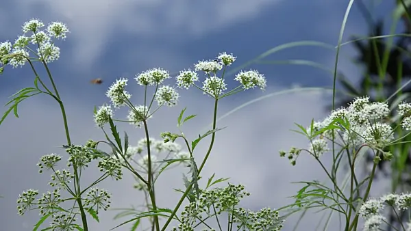 498322 - Cowbane (Cicuta virosa)
