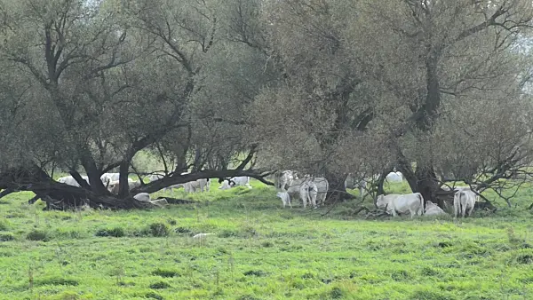 501017 - Cows on a flood meadow, Lower Oder Valley National Park, Germany