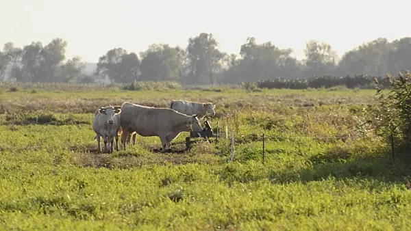 501030 - Cows on a flood meadow, Lower Oder Valley National Park, Germany