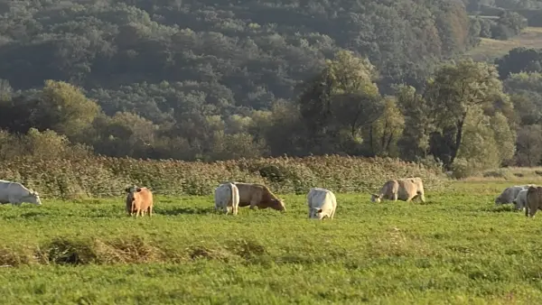 501031 - Cows on a flood meadow, Lower Oder Valley National Park, Germany