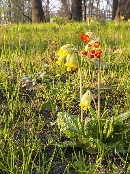 400136 - Cowslip (Primula veris)