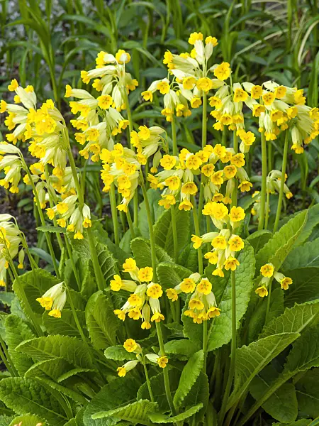 459044 - Cowslip (Primula veris)