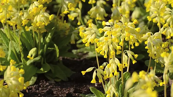 507045 - Cowslip (Primula veris)