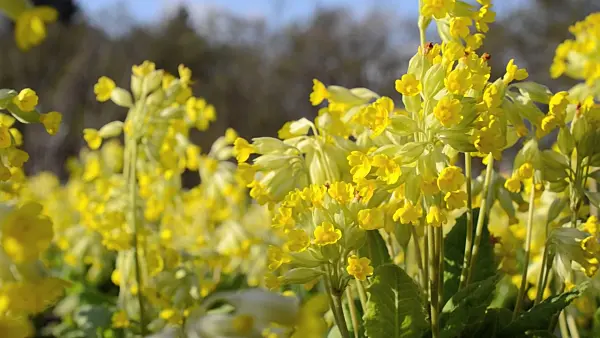 507048 - Cowslip (Primula veris)