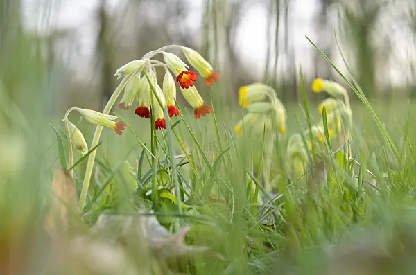 507067 - Cowslip (Primula veris)