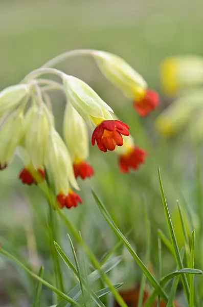 507068 - Cowslip (Primula veris)