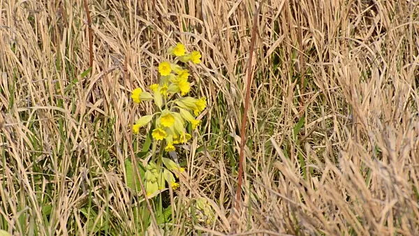507113 - Cowslip (Primula veris)