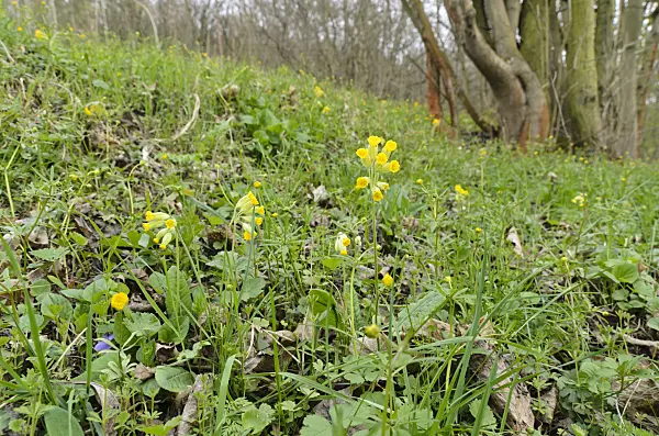 507170 - Cowslip (Primula veris)