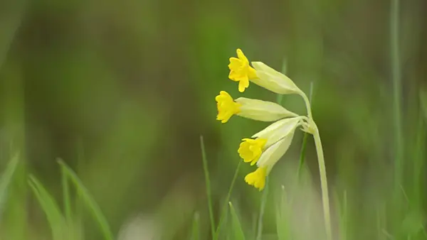 507180 - Cowslip (Primula veris)