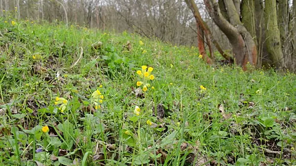 507181 - Cowslip (Primula veris)