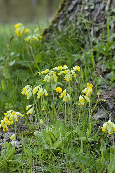 520009 - Cowslip (Primula veris)