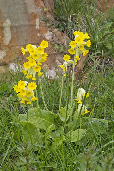 570031 - Cowslip (Primula veris)