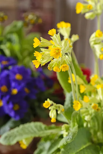 483084 - Cowslip (Primula veris 'Cabrillo')