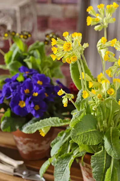 483085 - Cowslip (Primula veris 'Cabrillo')