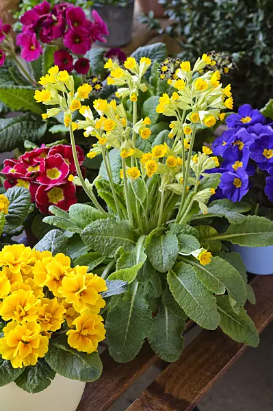 483114 - Cowslip (Primula veris 'Cabrillo')