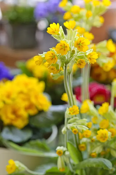 483115 - Cowslip (Primula veris 'Cabrillo')