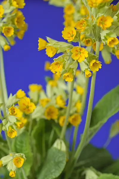 483120 - Cowslip (Primula veris 'Cabrillo')
