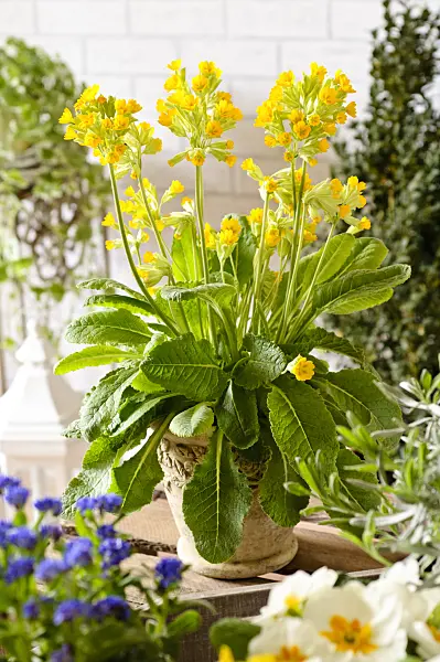 483164 - Cowslip (Primula veris 'Cabrillo')