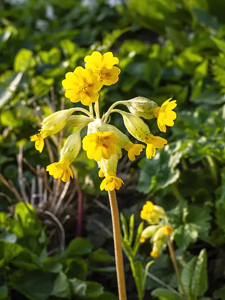 459017 - Cowslip (Primula veris subsp. macrocalyx)