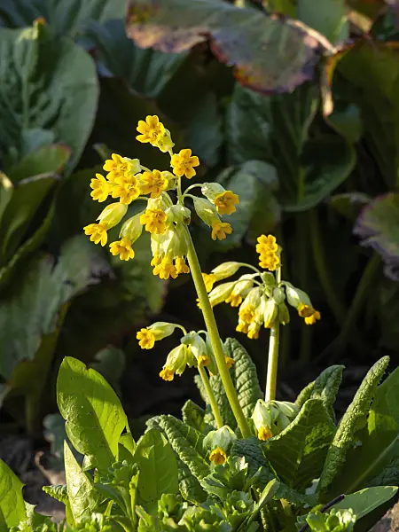 459018 - Cowslip (Primula veris subsp. macrocalyx)