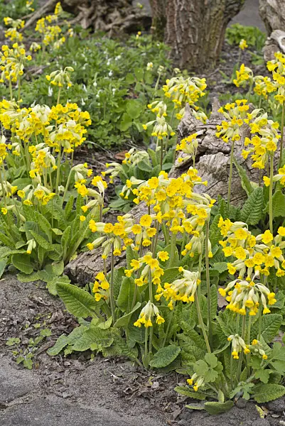 556081 - Cowslip (Primula veris subsp. veris)