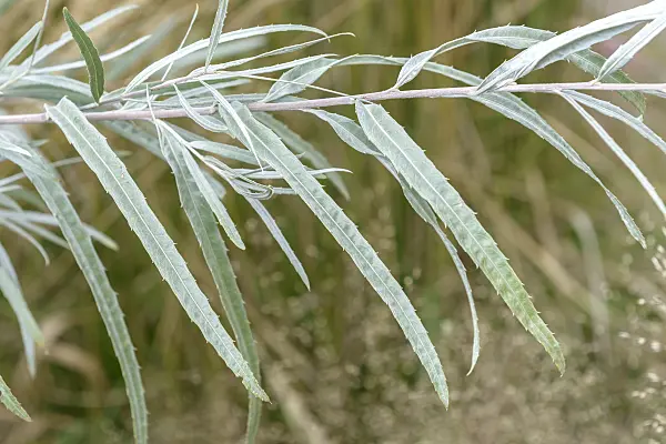 575324 - Coyote willow (Salix exigua)
