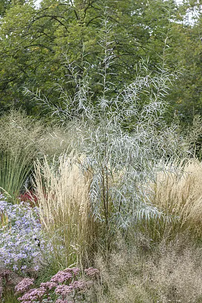 575325 - Coyote willow (Salix exigua)