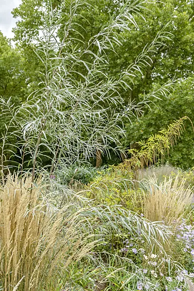 593191 - Coyote willow (Salix exigua)