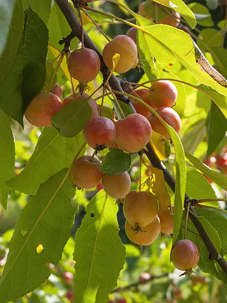 405034 - Crab apple (Malus)
