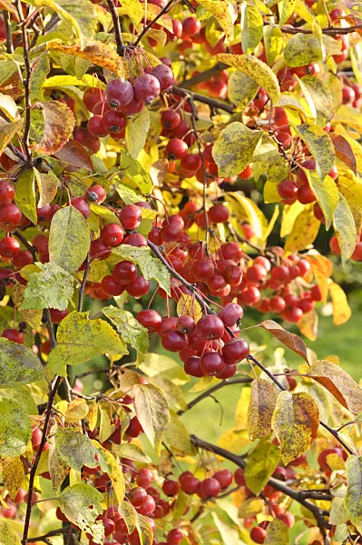 477169 - Crab apple (Malus)