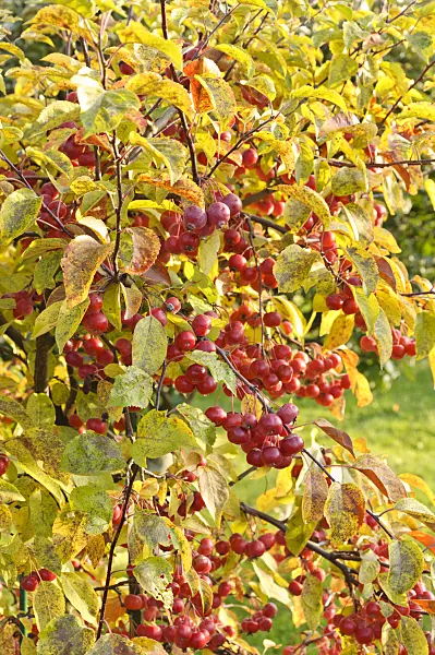 477170 - Crab apple (Malus)