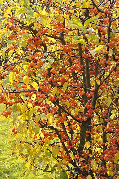 477171 - Crab apple (Malus)