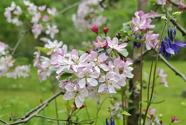 517202 - Crab apple (Malus)
