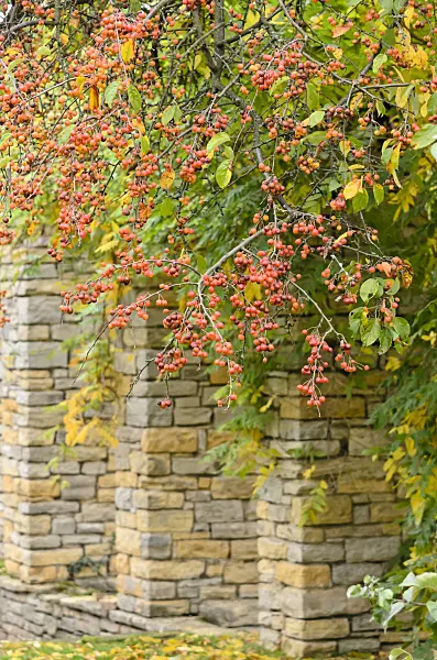 525381 - Crab apple (Malus)