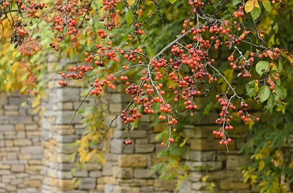 525382 - Crab apple (Malus)