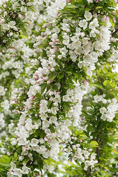 675196 - Crab apple (Malus Adirondack)