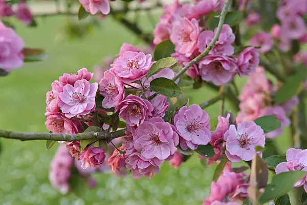 502262 - Crab apple (Malus Brandy Magic)
