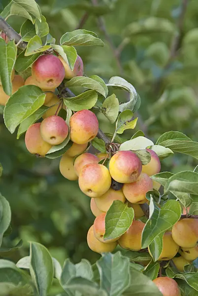 517200 - Crab apple (Malus Butterball)