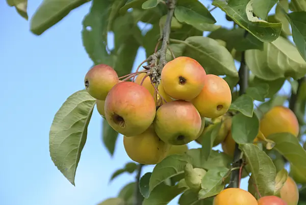 517201 - Crab apple (Malus Butterball)