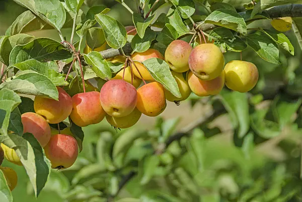535294 - Crab apple (Malus Butterball)