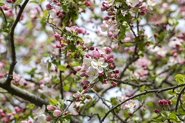 607134 - Crab apple (Malus Butterball)