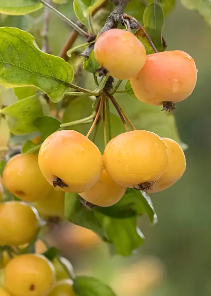 664252 - Crab apple (Malus Butterball)